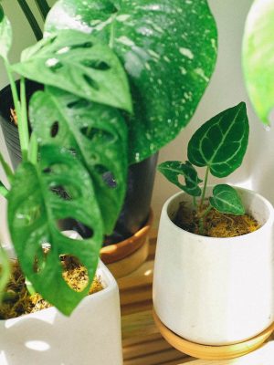 Vibrant potted plants thriving indoors with sunlight. Ideal for decor and plant enthusiasts.