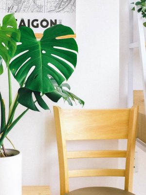 Modern interior featuring a wooden chair and lush potted monstera, creating a fresh natural look.