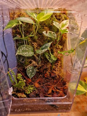 vivarium mini serre en kit
