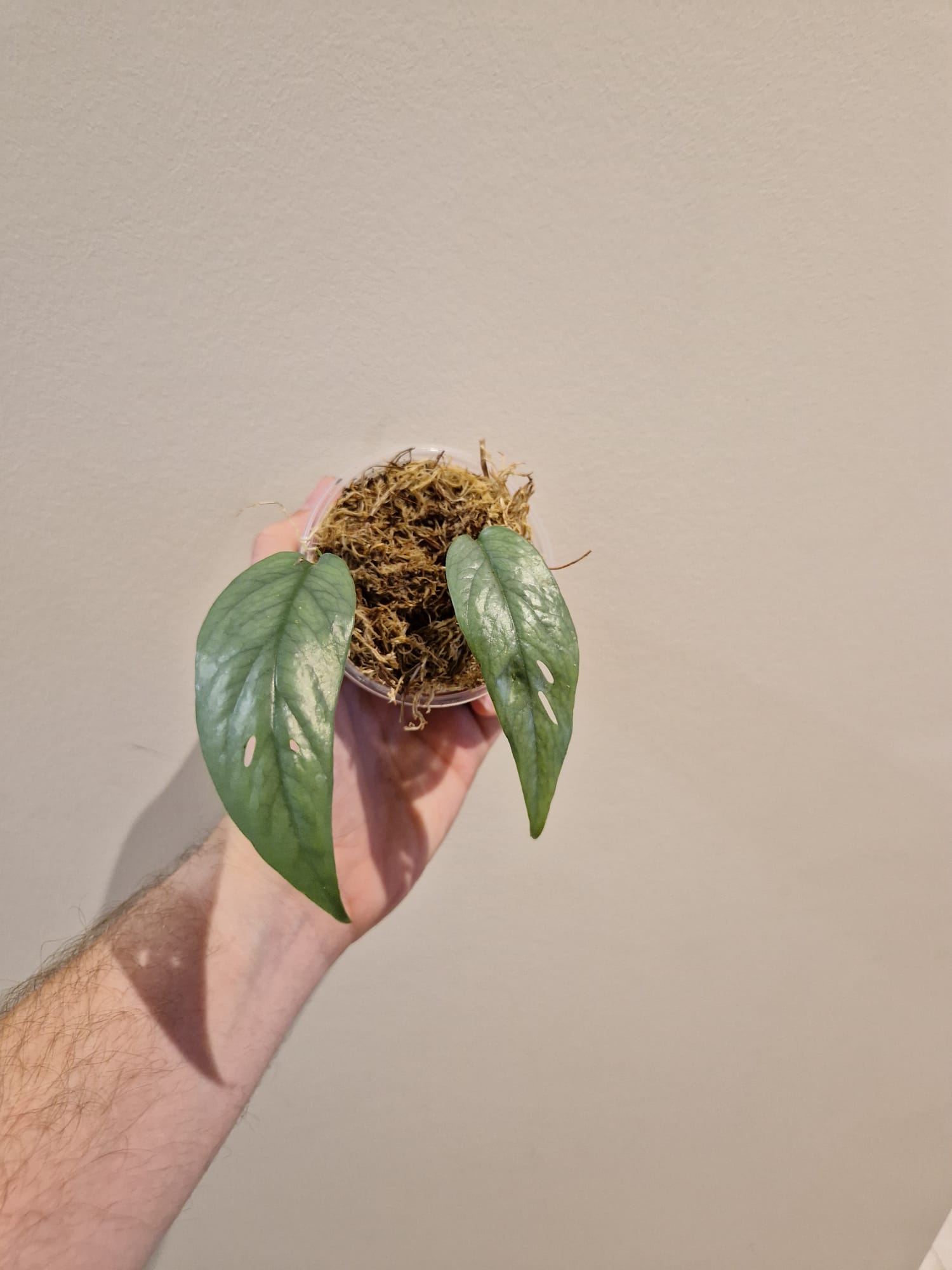 bouture d'epipremnum cebu blue