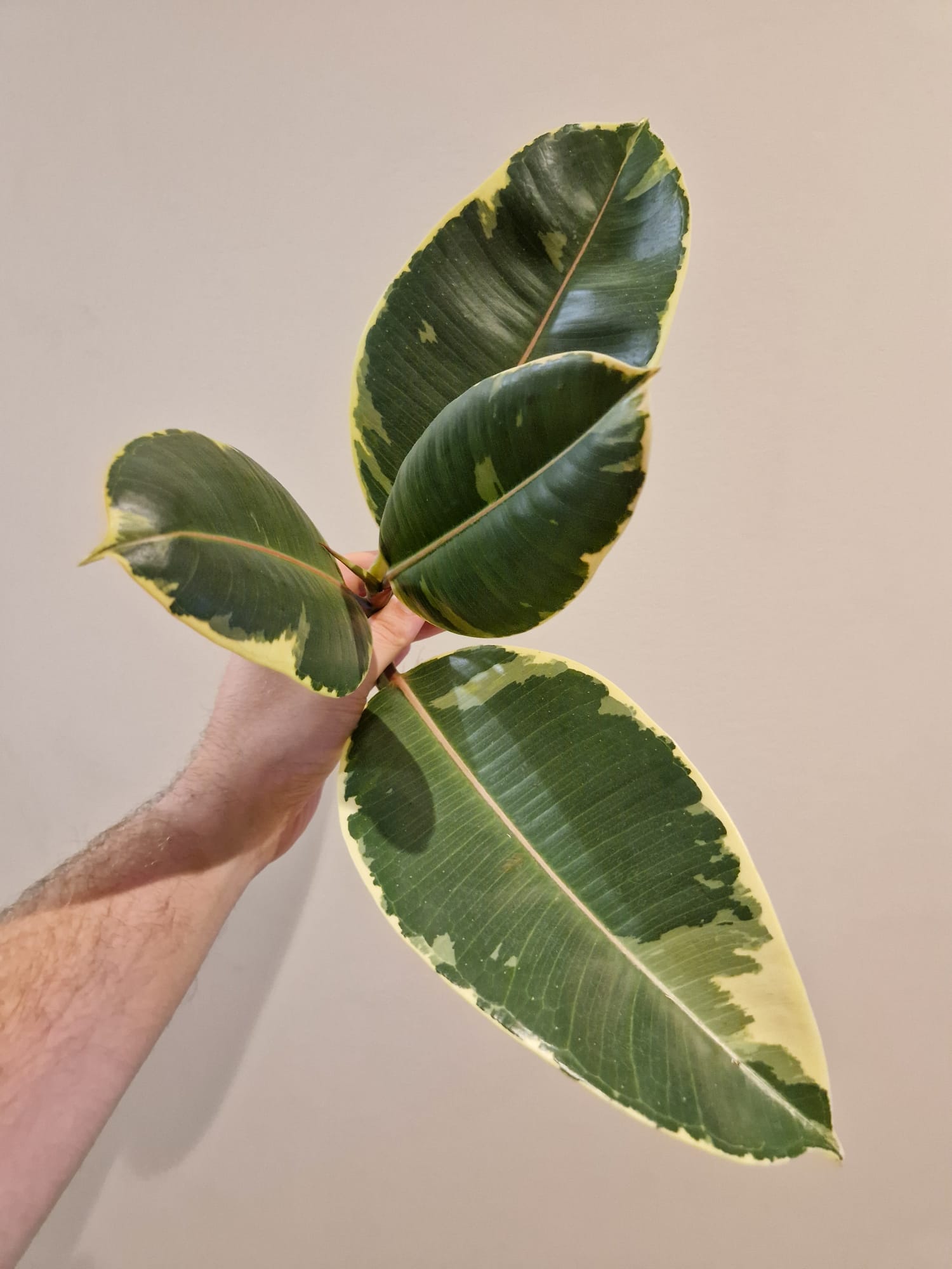 bouture de Ficus Tineke