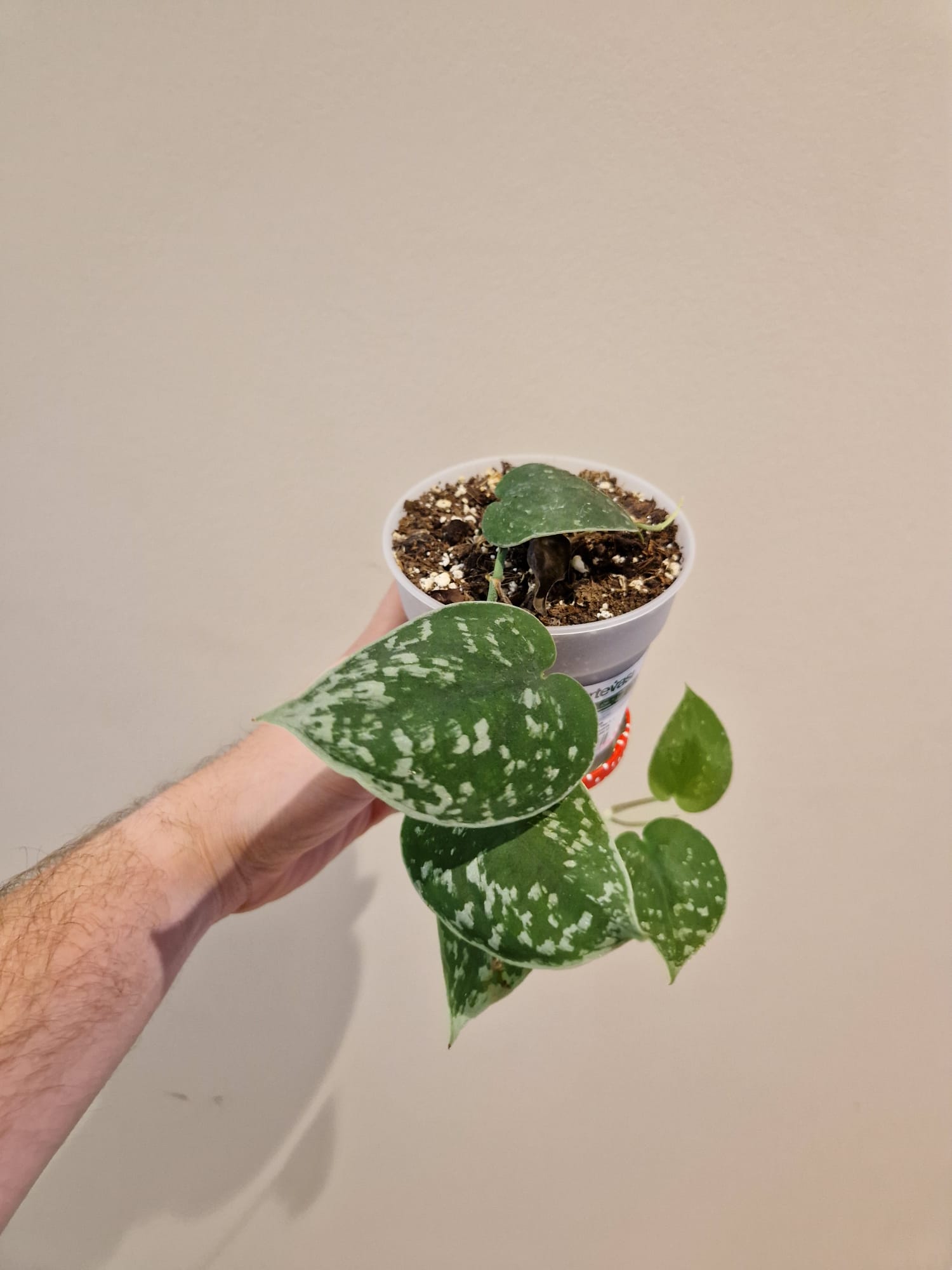 bouture de Scindapsus Pictus