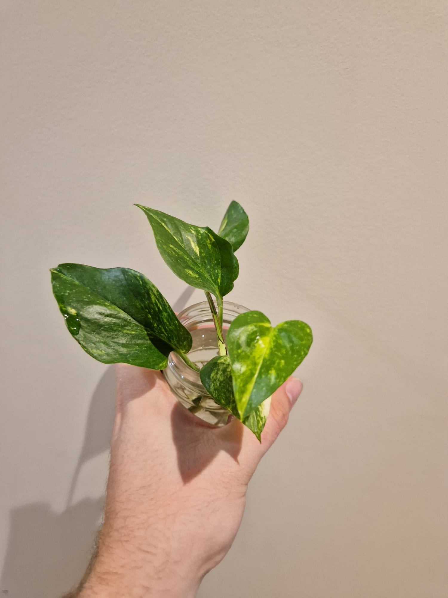 bouture d'epipremnum aureum