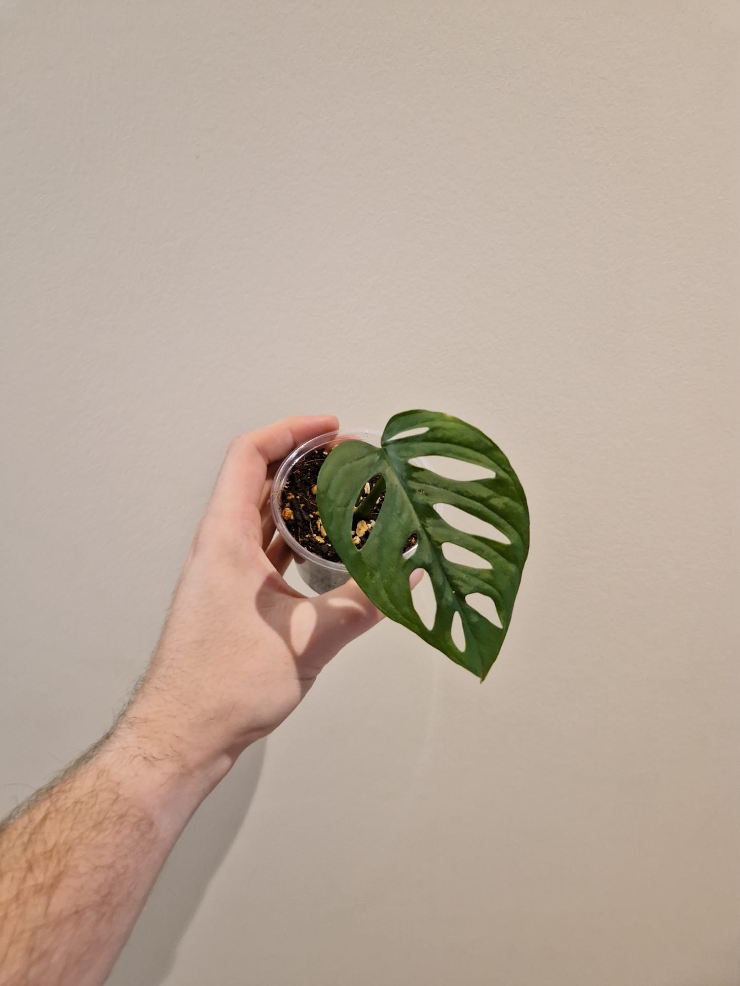 bouture de Monstera Adansonii